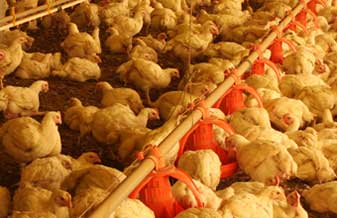 Frangos Gallan - Foto 1