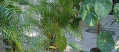 plantas-ornamentais-xxxx-1356774667