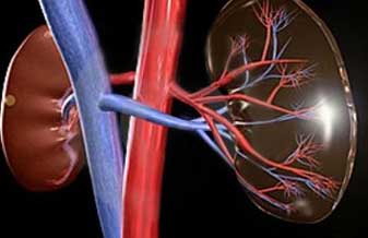 Cibele Maria de Oliveira Bueno - Foto 1