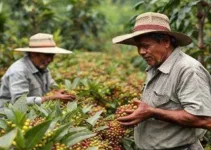 Café Qualidade Paraná