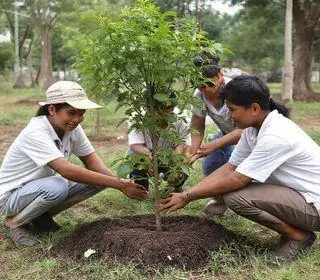 Programa Apucarana mais Verde