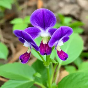 Junho Violeta