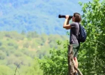 observação de aves