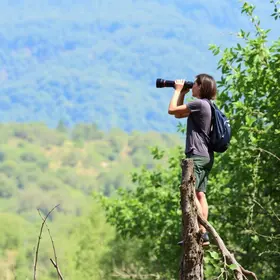 observação de aves