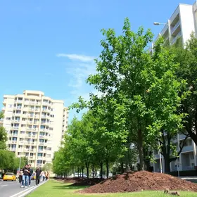 plantio responsável de árvores nas calçadas