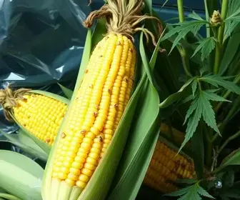 mensagem correta