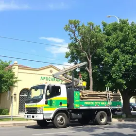 manejo da arborização