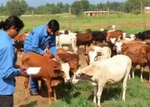 curso técnico em Agropecuária